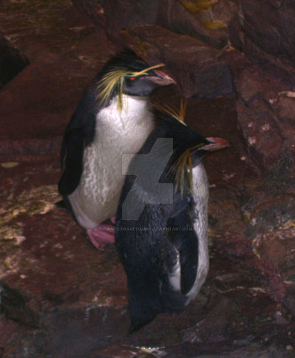 Penguins 2 by amberwavesdawn on DeviantArt