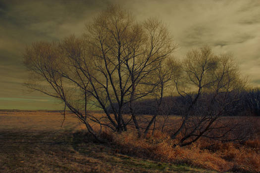 Pond and tree