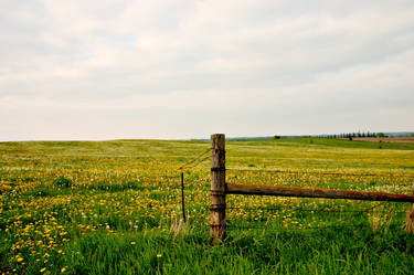 Fence and field