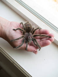 Spider Tarantula