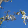 honeybee (1)