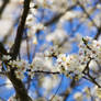 blooming almond tree