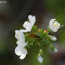 cherry bloom