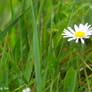 daisy