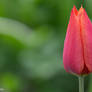 tulip (2)