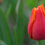 tulip (4)