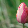 tulip (3)
