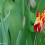 tulip (5)