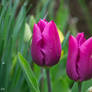 tulips (7)