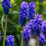 grape hyacinth