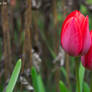 tulips (10)