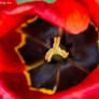 tulip (11)