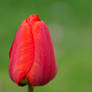 tulip (12)