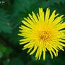dandelion (3)