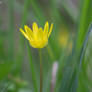 some flower (11)