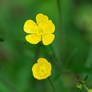some flowers (15)