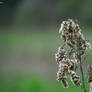 dried flowers/reed