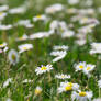 daisies