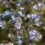 forget-me-not