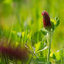 red clover