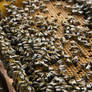 bees on a honeycomb