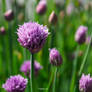bloom of chives