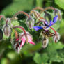 honeybee on borage