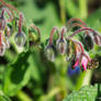 honeybee on borage