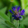 bee on cornflower