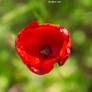 common poppy