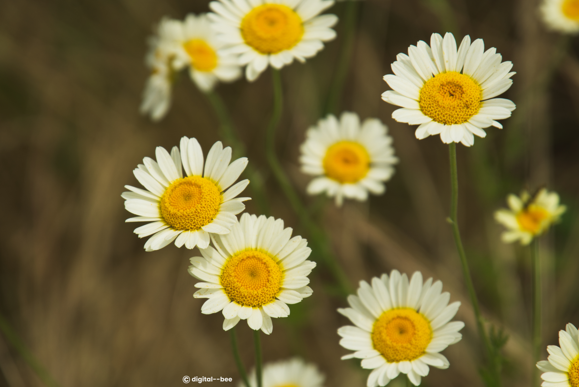 daisies