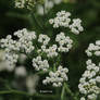 blooms
