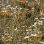 daisies