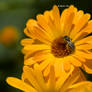 bee on flower