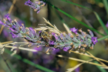 honeybee on lavender