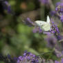 cabbage butterfly