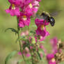 carpenter bee on dragon flowers