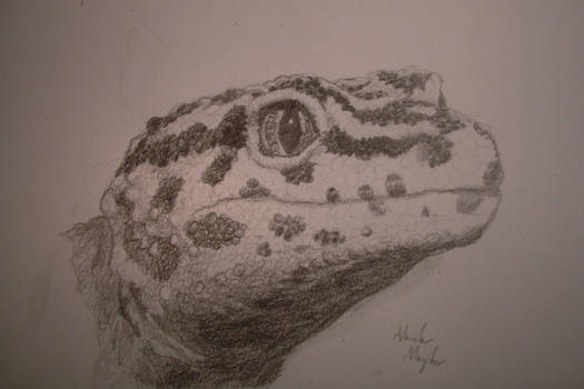 Leopard Gecko