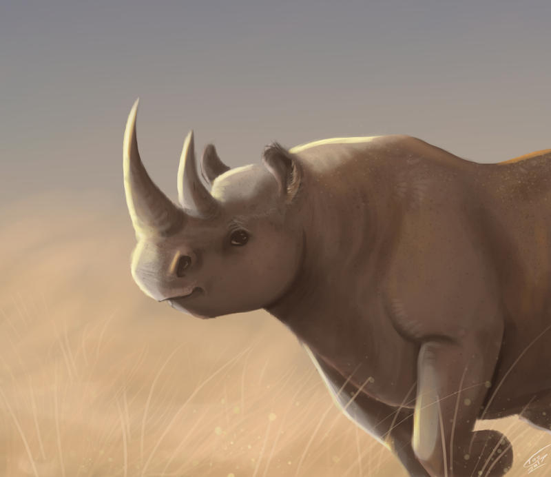 Rhino by TazClarkIllustration on DeviantArt