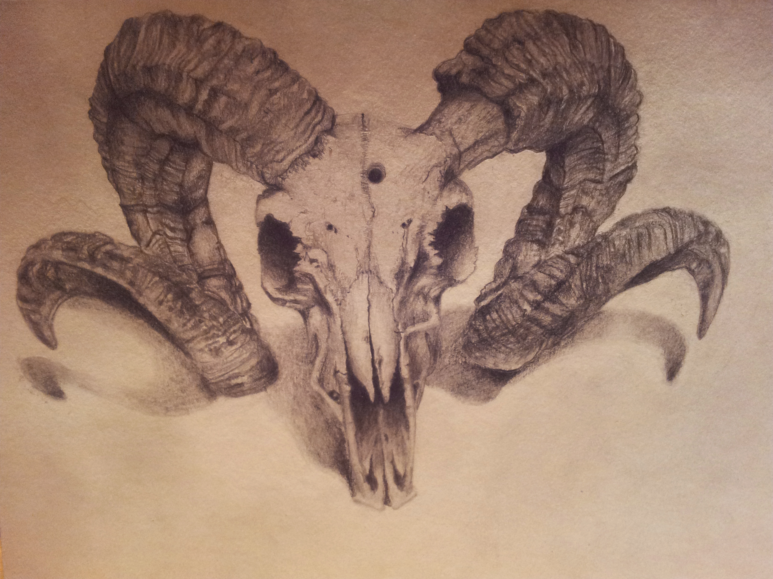 Ram Skull