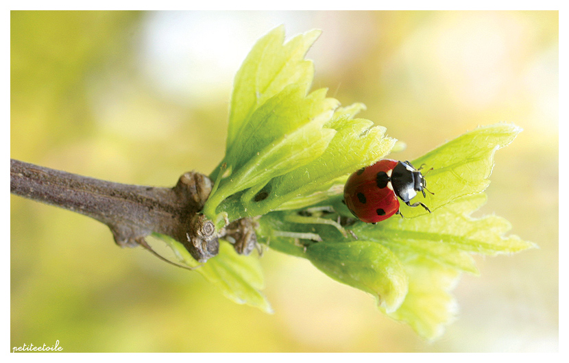 Ladybird