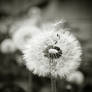 dandelion