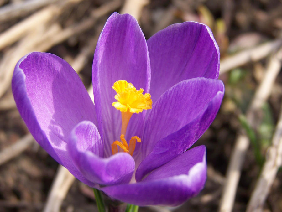 looks like Spring by lilybug9 on DeviantArt