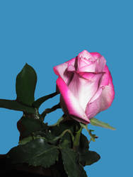 A Rose 2