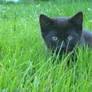 Black Cat Green Grass