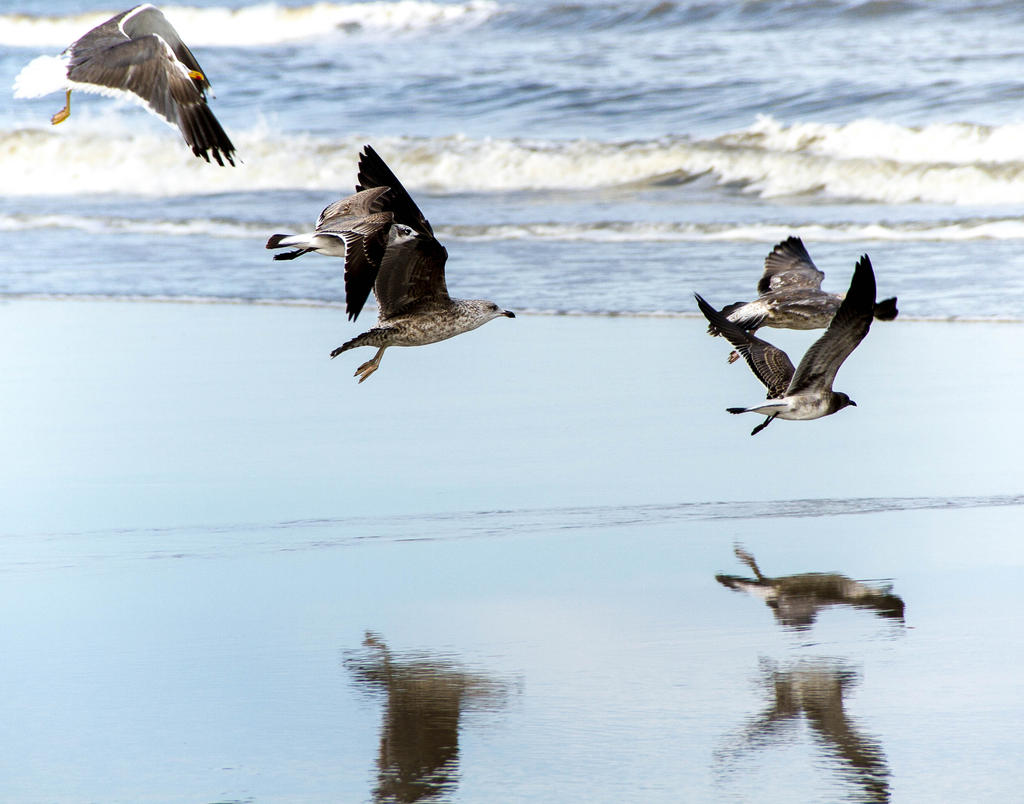 Seagulls in Flight