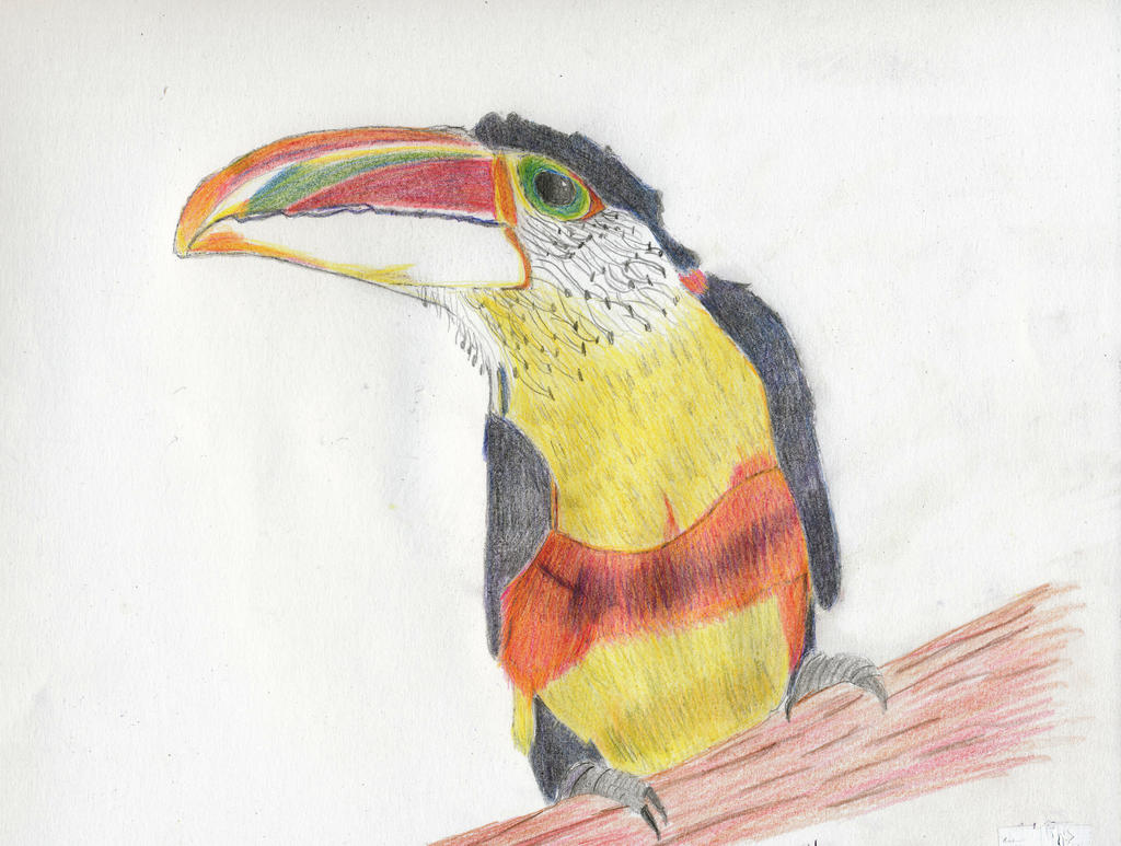 Toucan