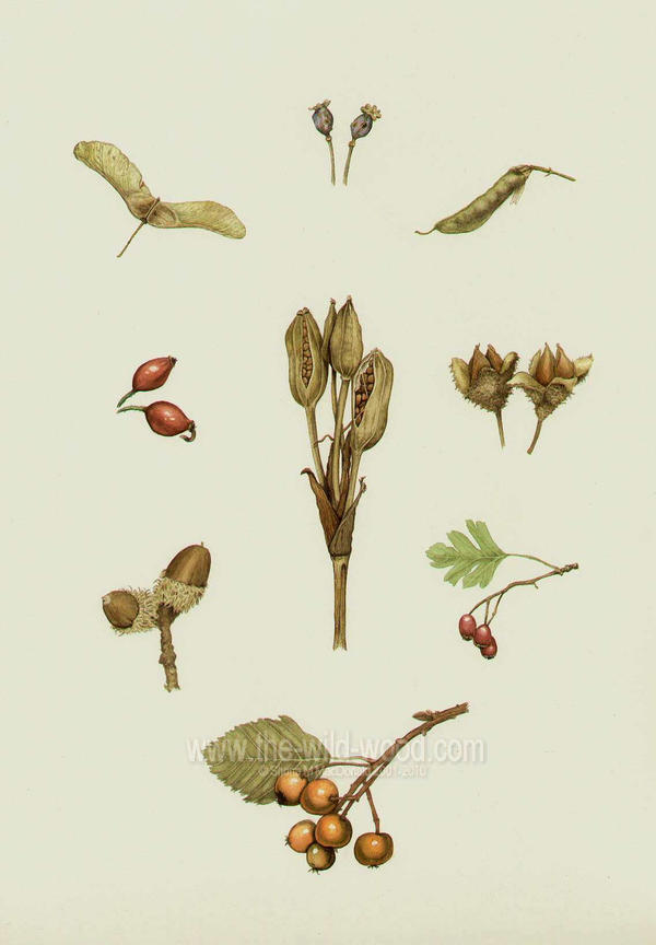 Seed Pods