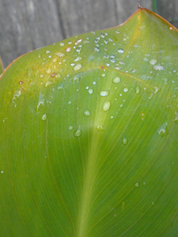 rain leaf