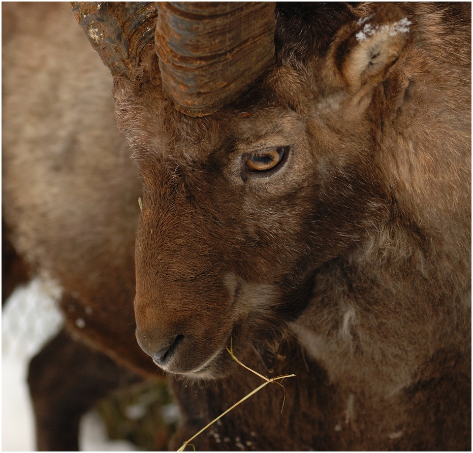 Capricorn farmer